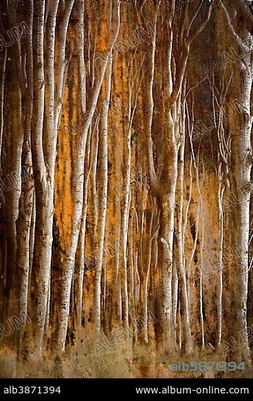 Beech forest, Mecklenburg-Western Pomerania, Germany, Europe.
