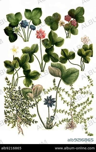 Botany, liverwort (Hepatica nobilis), Hermiaria milligrane uricula, alba syn. Polygonum rotundifolium, Rupturewort, Historical, digitally restored reproduction from a 19th century original.