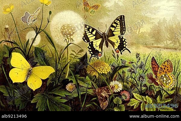 Insects, various butterflies. Lemon butterfly, emperor cloak, swallowtail, gamma, large pearl butterfly, Historic, digitally restored reproduction from a 19th century original.
