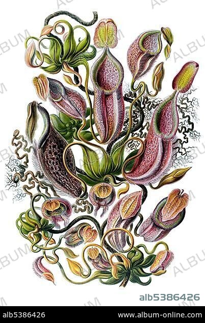 Historic illustration, Tropical Pitcher Plant (Nepenthaceaee), tablet 62, Ernst Haeckel, Kunstformen der Natur, "Artforms of Nature".