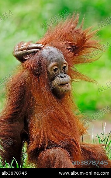 Sumatran Orangutan (Pongo pygmaeus abelii, Pongo abelii), juvenile, native to Sumatra, Asia, in captivity, Germany, Europe.