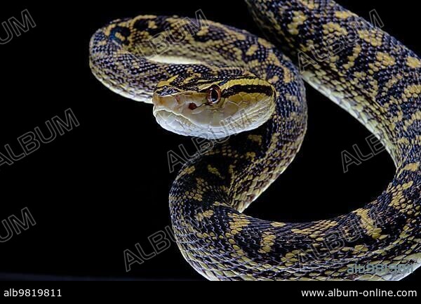 Habu (Protobothrops flavoviridis) Okinawa; Japan; Asia.