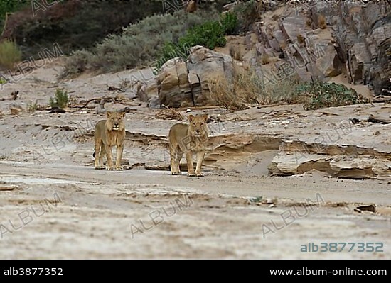 Desert lion (Panthera leo) on the Hoanib dry river, young males, Kaokoveld, Kunene Region, Namibia, Africa.