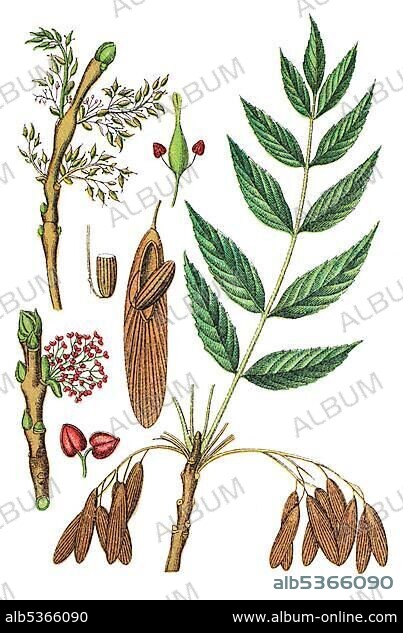 European ash or Common ash (Fraxinus excelsior), medicinal plant, useful plant, chromolithography, 1888.