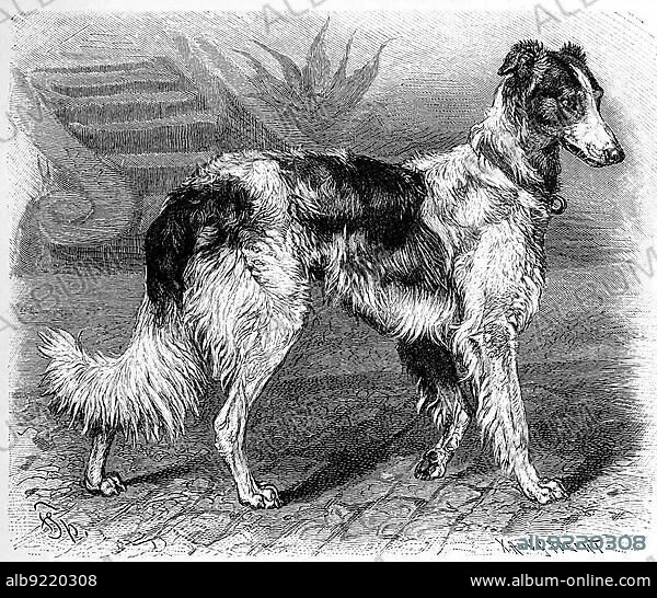 Dog (Canis familiaris), wolf greyhound grajus hibernicus, Historical, digitally restored reproduction of an original from the 19th century, exact original date unknown.
