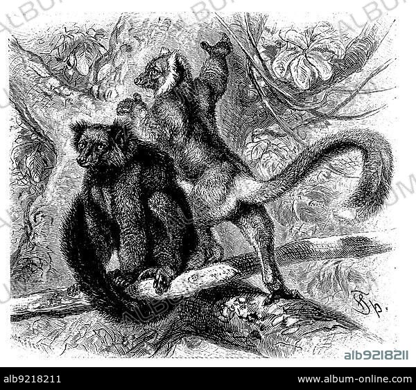 Black lemur (Eulemur macaco), a primate species of the common maki family, digitally restored reproduction of a 19th century original, exact original date unknown.