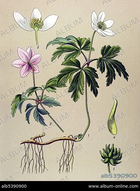 Historic illustration, Wood Anemone (Anemone nemorosa), poisonous plant, medicinal plant.