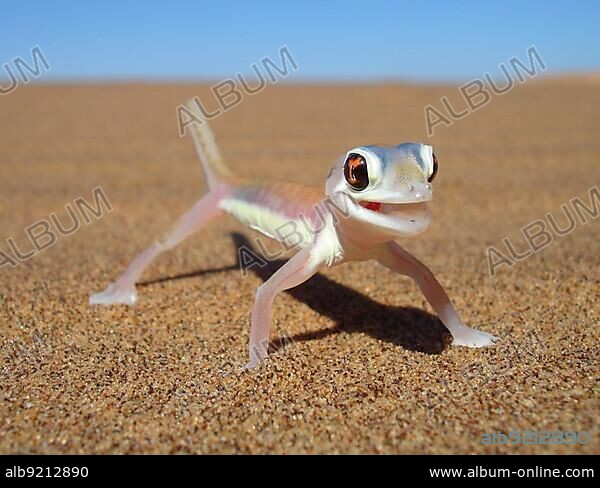 Palmato gecko, Namib desert near Swakopmund, Namibia, Africa.