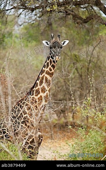 Thorneycroft giraffe (Giraffa camelopardalis thornicrofti), South Luangwa National Park, Zambia, Africa.