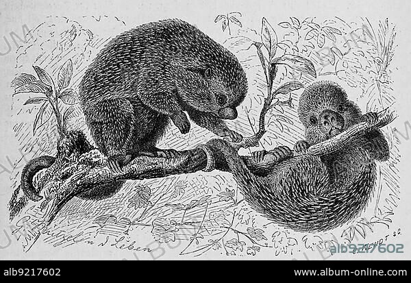 Brazilian porcupine (Coendou prehensilis) is a rodent from the tree spiny family, Brazilian porcupine, Coendou prehensilis, a porcupine found in Brazil, Historic, digitally restored reproduction of an original 19th century original, exact original date unknown.