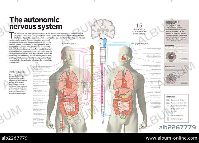 健康・医学 Mobilisation of the NERVOUS SYSTEM 51X8DJl7i5L.jpg_BO30,255,255,