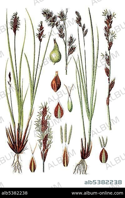 Fibrous Tussock Sedge (Carex paradoxa), left, and Panicles Sedge (Carex paniculata), right, medicinal plant, historical chromolithography, circa 1796.