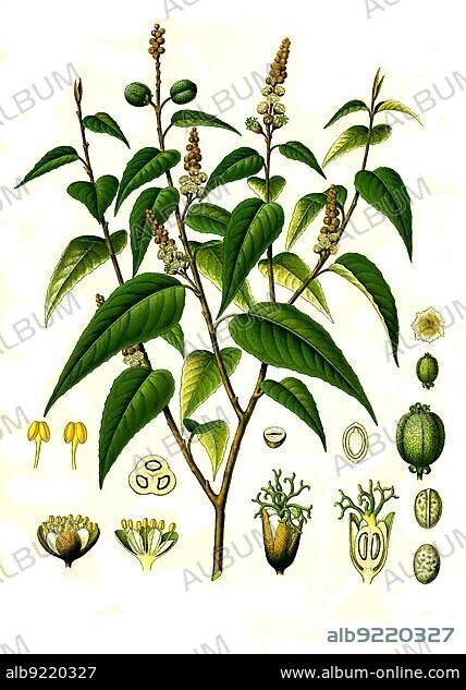 Medicinal plant, cascarilla (Croton eluteria) is a species of plant in the genus Croton in the spurge family, Historical, digitally restored reproduction from a 19th century original.