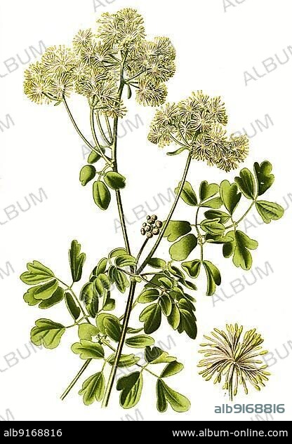 Greater meadow-rue (Thalictrum aquilegiifolium), also called Amstelraute, digitally restored reproduction of an original from the 19th century, exact original date not known.