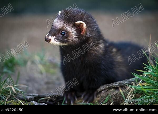 European Polecat (Mustela putorius).