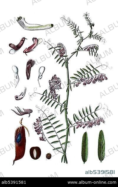 Hairy vetch, fodder vetch (Vicia villosa), a medicinal plant, historical chromolithography, about 1796.