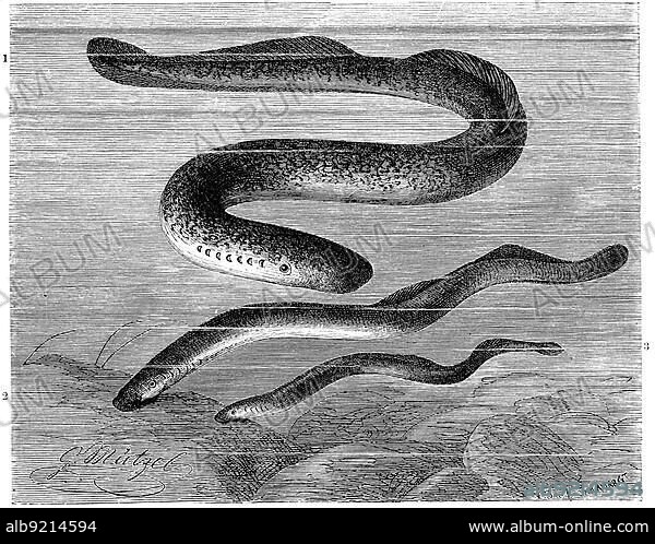 Fish, 1. sea lamprey (Petromyzon marinus), sea lamprey, is a species of lamprey, 2. river lamprey, river lamprey, Petromyzon fluviatilis, 3. sand lamprey, brook lamprey, Petromyzon planeri, Historical, digitally restored reproduction from a 19th century original.