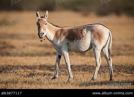 Onager or Asiatic wild ass (Equus hemionus), endangered species, with grass in its mouth, Little Rann of Kutch, Gujarat, India, Asia.