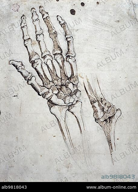 Medicine; Anatomy; Bones of the human hand and wrist and elbow joint; Michelangelo Buonarroti; Historical; digitally restored reproduction from a 19th century original.