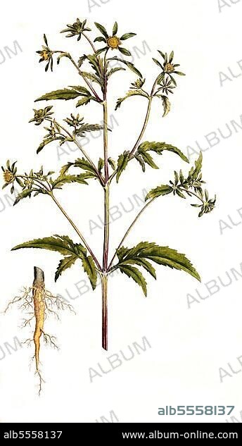 Dreiteiliger Zweizahn, Bidens tripartita, digital restaurierte Reproduktion einer Originalvorlage aus dem 19. Jahrhundert, genaues Originaldatum nicht bekannt.