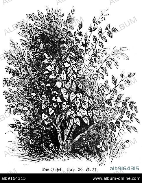 Hazel, leaves, bush, poplar, chestnut, Bible, Old Testament, Genesis, Chapter 30, Verse 37, historical illustration 1850.