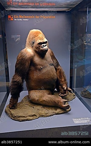 Preparation of the Gorilla (Gorilla) Bobby from the Berlin Zoo, Naturkundemuseum, Natural history museum, Berlin, Germany, Europe.