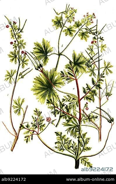 Botany, plants, variants of the cranesbill, a. Geranium officinarum, b. Geranium mallow (malva) rotundo, c. (Geranium columbinum) maximum, d. Geranium columbianum tenuius laciniatum, Historical, digitally restored reproduction from a 19th century original.