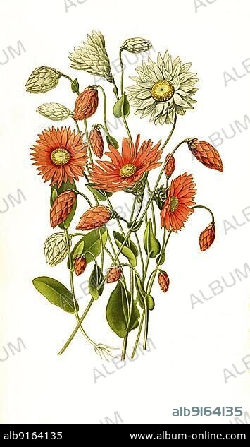 Helipterum manglesii, Rhodanthe manglesii, Rosy everlasting flower, pink sunray, silver bells, Australian strawflower, timeless rose or Mangles everlasting, Strawflower, Flower, Plant, Historic, digitally restored reproduction of a 19th century original.