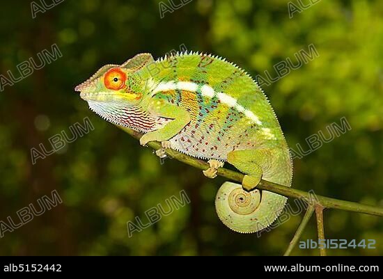 Panther Chameleon (Furcifer pardalis), Ankify variety, local form, Madagascar, Africa.