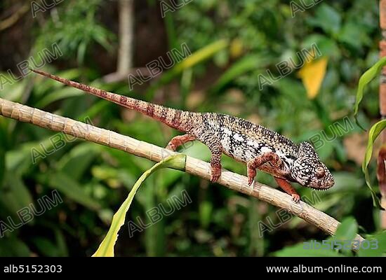 Oustalet's or Malagasy Giant Chameleon (Furcifer oustaleti), male, foraging, Madagascar, Africa.