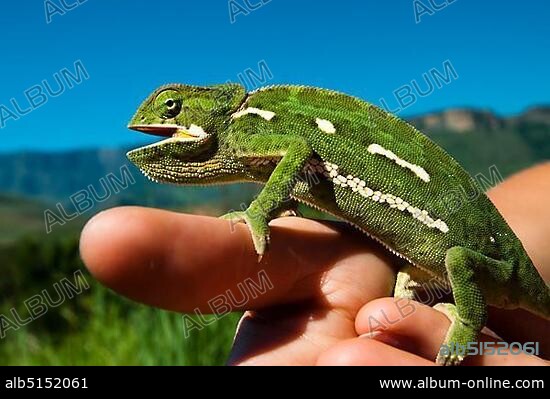Flap-necked Chameleon (Chamaeleonidae) sitting on a hand, Royal Natal National Park, Drakensberge mountains, KwaZulu-Natal, South Africa, Africa.