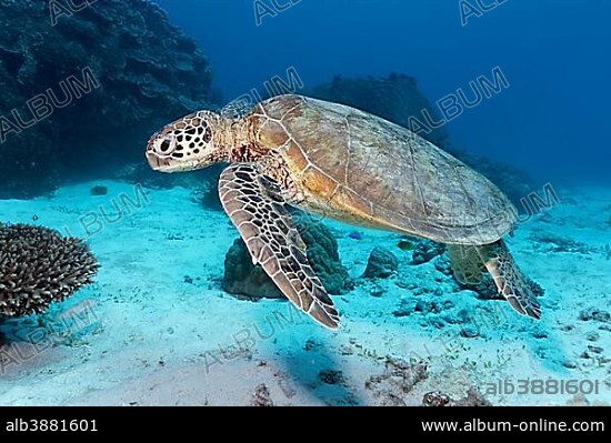 Green sea turtle (Chelonia mydas) swimming over sandy seabed in front of coral reef, Great Barrier Reef, UNESCO World Heritage Site, Pacific, Australia, Oceania.
