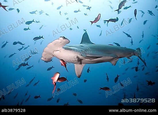 Scalloped hammerhead shark (Sphyrna lewini), Cocos Iceland, Costa Rica, Central America.