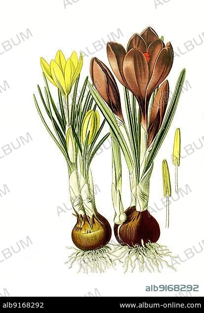 Crosus aureus, Yellow Crosus, Crocus vernus, Spring Crocus. Spring Crocus, historical, digially restored reproduction of a 19th century original.