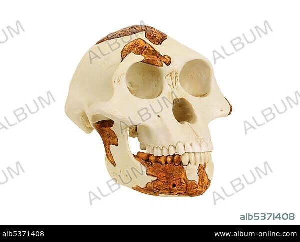 Replica skull of Australopithecus afarensis, Lucy, evolution of human species.