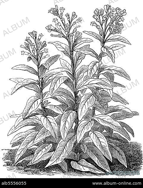 Virginischer Tabak (Nicotiana tabacum), Pflanzenart aus der Gattung Tabak in der Familie der Nachtschattengewächse, digital restaurierte Reproduktion einer Originalvorlage aus dem 19. Jahrhundert.