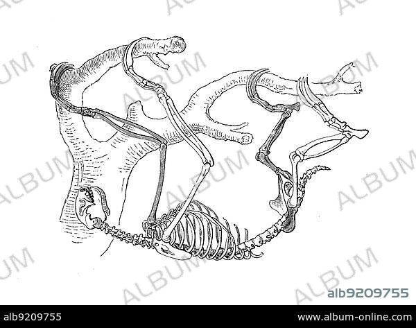 Skeleton of pale-throated sloth (Bradypus tridactylus) or Ai, also just three-fingered sloth, a species of mammal from the three-fingered sloth family, Skeleton of Ai, sloth, white-throated sloth or Ai, Historic, digitally restored reproduction of an original from the 19th century, exact original date unknown.