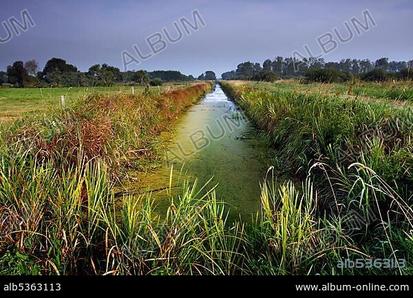 Grassland in the Drömling, drainage ditch, lowland moor, lowland area, biosphere reserve, nature reserve, Kolonnenweg, Lochplattenweg, inner-German border installation, Grünes Band, border path, near Oebisfelde, Börde County, Saxony-Anhalt, De.