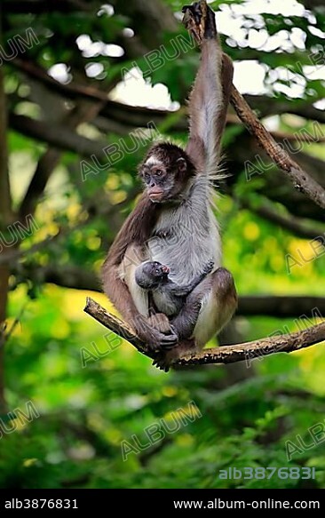 White-bellied spider monkey, long-haired spider monkey (Ateles belzebuth), dam with young animal on tree, occurrence South America, captive.