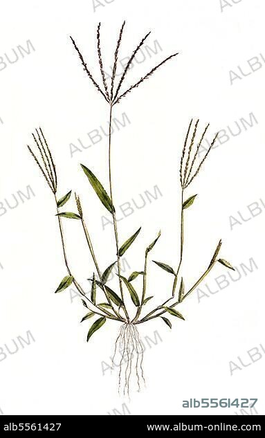 Panicum sanguinale, Blutrote Fingerhirse (Digitaria sanguinalis), Synonym:, Blut-Fingergras, digital restaurierte Reproduktion einer Originalvorlage aus dem 19. Jahrhundert, genaues Originaldatum nicht bekannt.