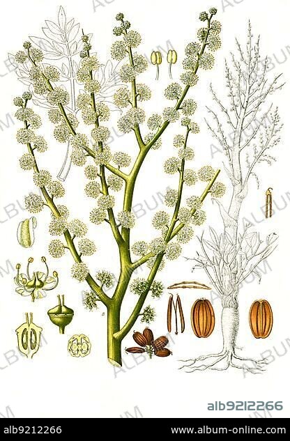 Medicinal plant, Dorema ammoniacum, ammonia gum, ammonia resin or ammoniacum, also Armenian gum, is a gum resin extracted from the stems of the man-sized ammonia plant (Dorema ammoniacum) that grows wild in the steppes of Iran, Turkestan, Afghanistan and Siberia, Historical, digitally restored reproduction from a 19th century original.