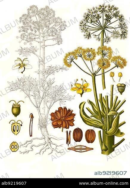Medicinal plant, Asaafoetida, Ferula foetida (Ferula scorodosma), Devil's Dirt, Historical, digitally restored reproduction from a 19th century original.