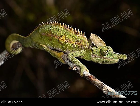 Rhinoceros (Furcifer antimena), male, Dornenwälder in southwest Madagascar, Madagascar, Africa.