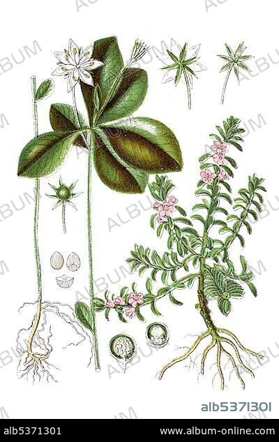 Left: chickweed wintergreen (Trientalis europaea), right: sea milkweed (Glaux maritima), medicinal plant, historical chromolithography, ca. 1796.