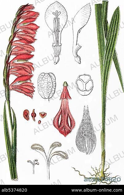 Meadow gladiolus (Gladiolus imbricatus), medicinal plant, crop plant, chromolithography, 1876.