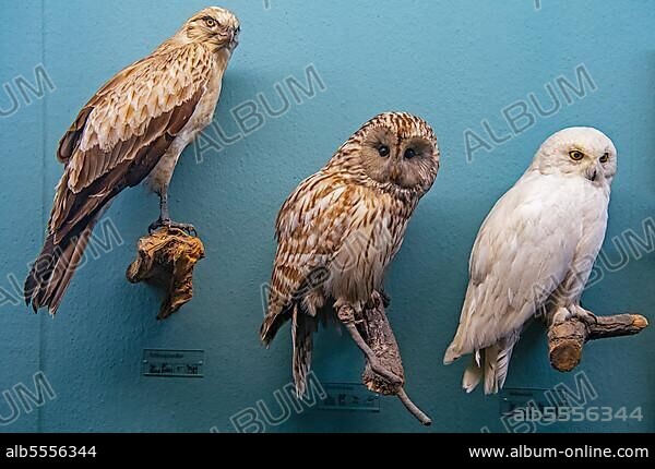 Präparat eines Schlangenadlers (Circaetus pectoralis), eines Habichtskauz (Strix uralensis) . einer Schnee-Eule (Bubo scandiacus), Museum für Naturkunde, Berlin, Deutschland.