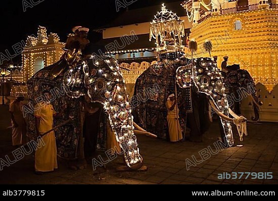 Decorated elephants, Dalada group with sacred elephant Maligawa Raja, carrying Sacred Tooth Relic, Buddhist festival Esala Perahera, Sri Dalada Maligawa or Temple of the Sacred Tooth Relic, Kandy, Central Province, Sri Lanka, Asia.