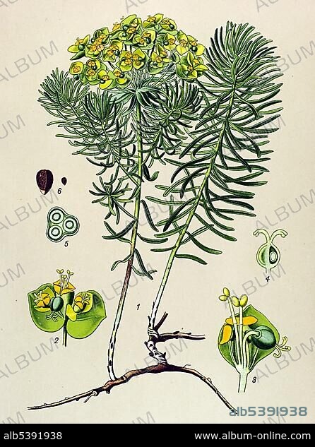 Historical illustration, Graveyard Weed (Euphorbia cyparissias), poisonous plant, medicinal plant.