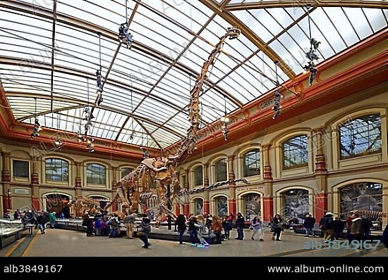 Hall with the mounted skeleton of Giraffatitan (Brachiosaurus brancai), Naturkundemuseum, Natural history museum, Berlin, Germany, Europe.