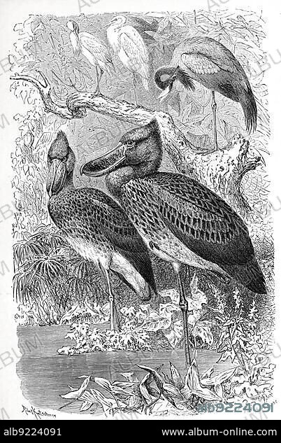Bird, Shoebill (Balaeniceps rex), also Abu Markub, African bird, Historical, digitally restored reproduction from a 19th century original.